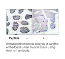 Product image for Actin-&alpha;-1 Antibody