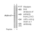 Product image for Actin-&alpha;-1 Antibody