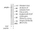 Product image for Amylin Antibody