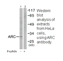 Product image for ARC Antibody