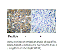 Product image for BIM Antibody