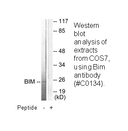 Product image for BIM Antibody