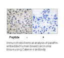 Product image for Catenin-&alpha;1 Antibody