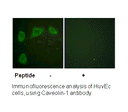 Product image for Caveolin-1 Antibody