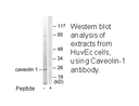 Product image for Caveolin-1 Antibody