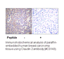 Product image for Claudin 2 Antibody