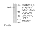 Product image for HER3 Antibody