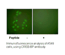 Product image for CREB-BP Antibody