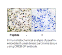 Product image for CREB-BP Antibody