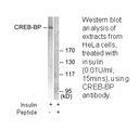 Product image for CREB-BP Antibody