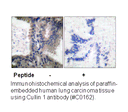 Product image for Cullin 1 Antibody