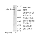 Product image for Cullin 1 Antibody