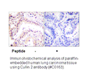 Product image for Cullin 2 Antibody