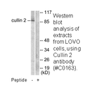 Product image for Cullin 2 Antibody