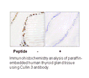 Product image for Cullin 3 Antibody