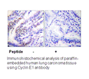 Product image for Cyclin E1 Antibody