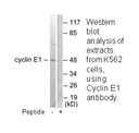 Product image for Cyclin E1 Antibody