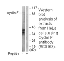 Product image for Cyclin F Antibody