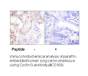 Product image for Cyclin G Antibody