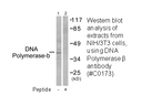 Product image for DNA Polymerase &beta; Antibody