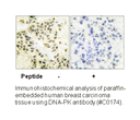 Product image for DNA-PK Antibody