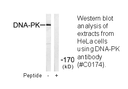 Product image for DNA-PK Antibody