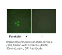 Product image for DP-1 Antibody