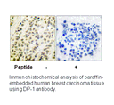 Product image for DP-1 Antibody