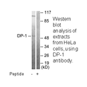 Product image for DP-1 Antibody