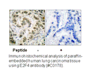 Product image for E2F4 Antibody