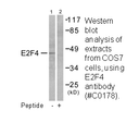 Product image for E2F4 Antibody