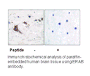 Product image for ERAB Antibody