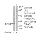 Product image for ERAB Antibody