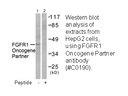 Product image for FGFR1 Oncogene Partner Antibody