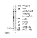 Product image for FHIT Antibody