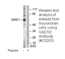 Product image for GAD1/2 Antibody