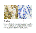 Product image for Galectin 3 Antibody