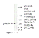 Product image for Galectin 3 Antibody