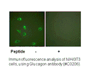 Product image for Glucagon Antibody