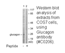 Product image for Glucagon Antibody