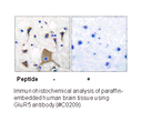 Product image for GluR5 Antibody