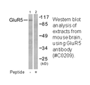 Product image for GluR5 Antibody