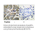 Product image for Granzyme B Antibody