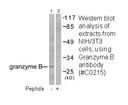 Product image for Granzyme B Antibody