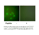 Product image for GRP78 Antibody