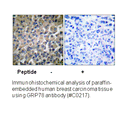 Product image for GRP78 Antibody