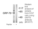 Product image for GRP78 Antibody