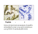 Product image for HDAC10 Antibody