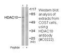 Product image for HDAC10 Antibody