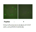 Product image for HDAC3 Antibody